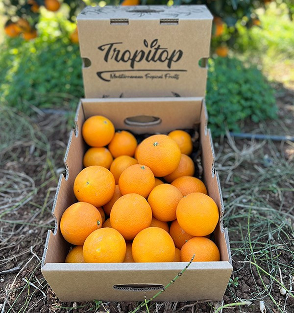 Comprar laranjas online | Laranjas valencianas