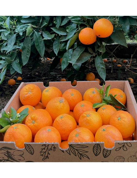 Buy oranges online | Valencian oranges