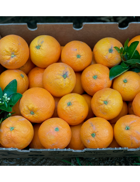 Comprare arance online direttamente dal campo