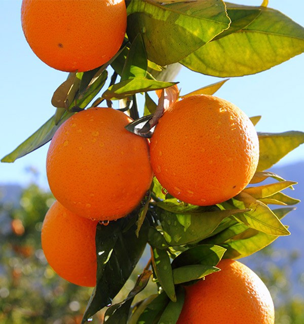 Acheter des oranges et des avocats