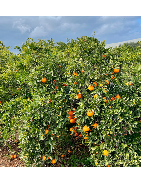 Acheter des oranges et des avocats