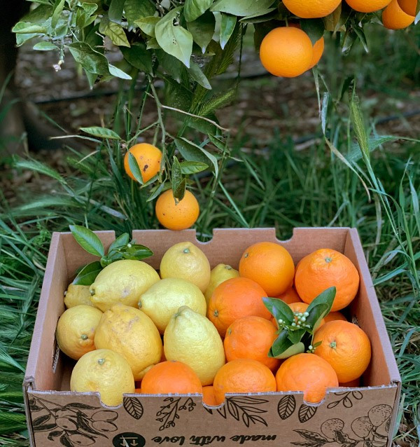 Orangen und Zitronen | Online-Obst