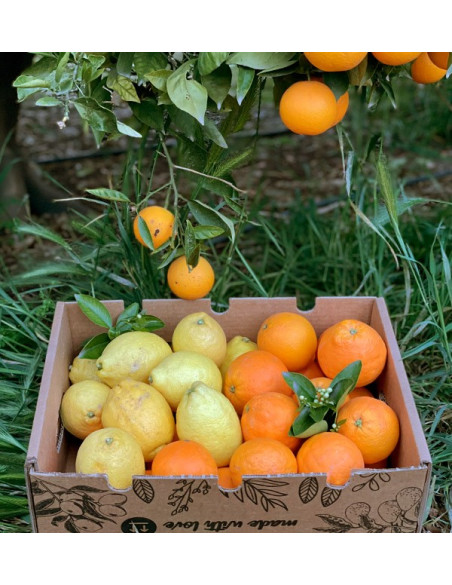 Orangen und Zitronen | Online-Obst
