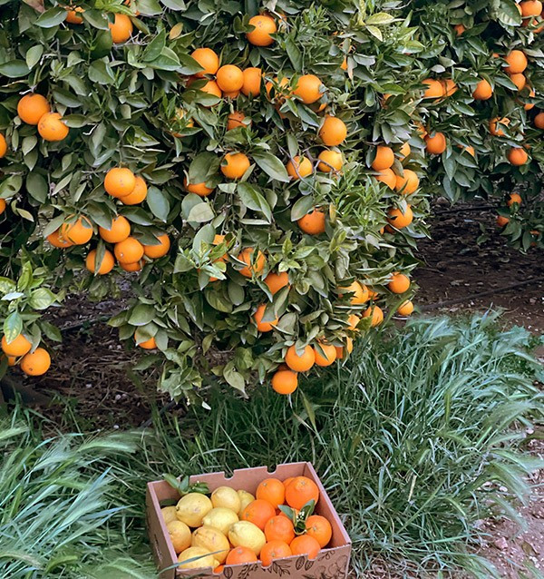 Oranges et citrons | Fruits en ligne