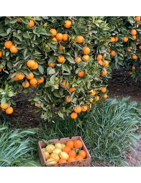 Orangen und Zitronen | Online-Obst