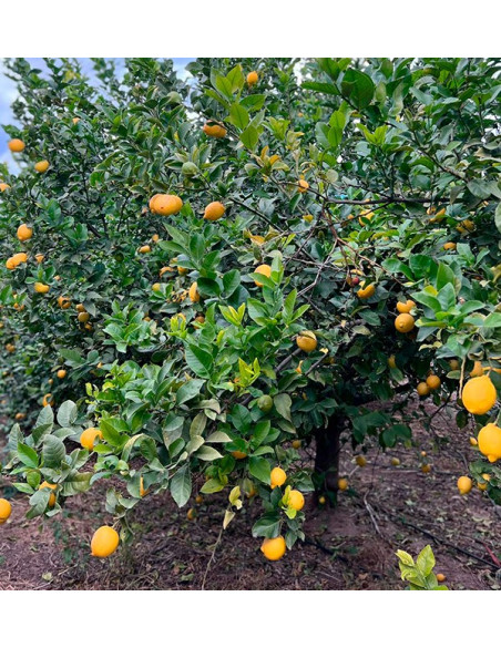 Laranjas e limões | Frutas on-line