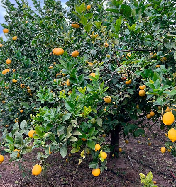 Citrons et avocats en ligne au meilleur prix