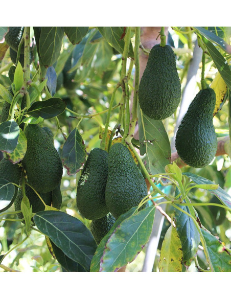 Acquista gli avocado online su Tropitop