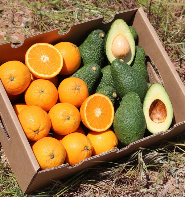 Acquista arance e avocado |  TropiTop