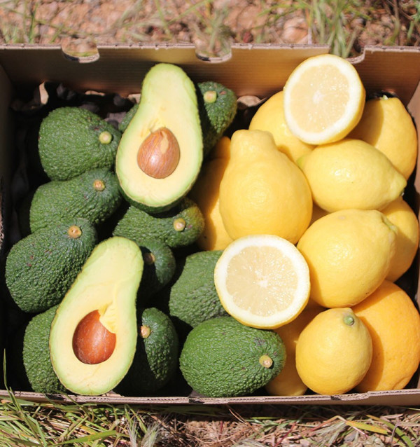 Citrons et avocats en ligne au meilleur prix