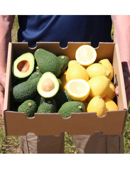 Citrons et avocats en ligne au meilleur prix