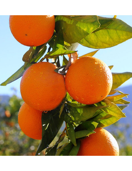 Breakfast with avocados: avocados, oranges and lemons