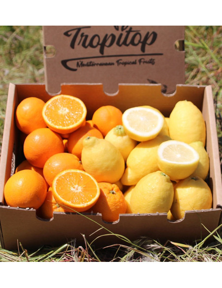 Orangen und Zitronen | Online-Obst