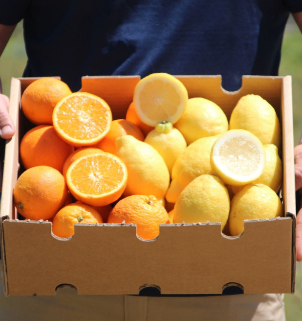 Oranges et citrons | Fruits en ligne