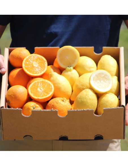 Oranges et citrons | Fruits en ligne
