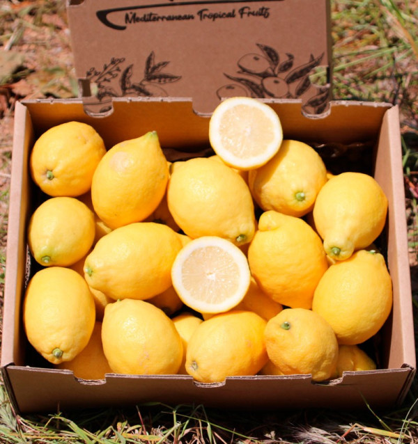 Comprar Limones Online | Limones Frescos Directamente del Campo
