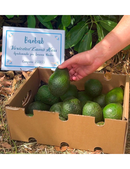 Adotta un albero di avocado