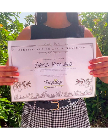 Sponsor an Avocado Tree