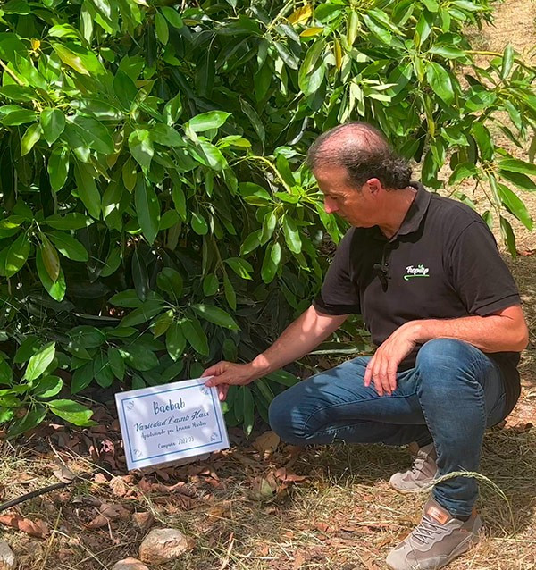 Patenschaft für einen Avocado-Baum