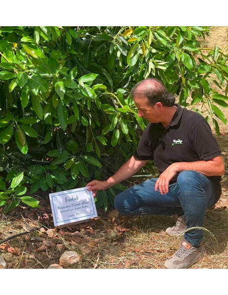 Parraine un arbre d avocat