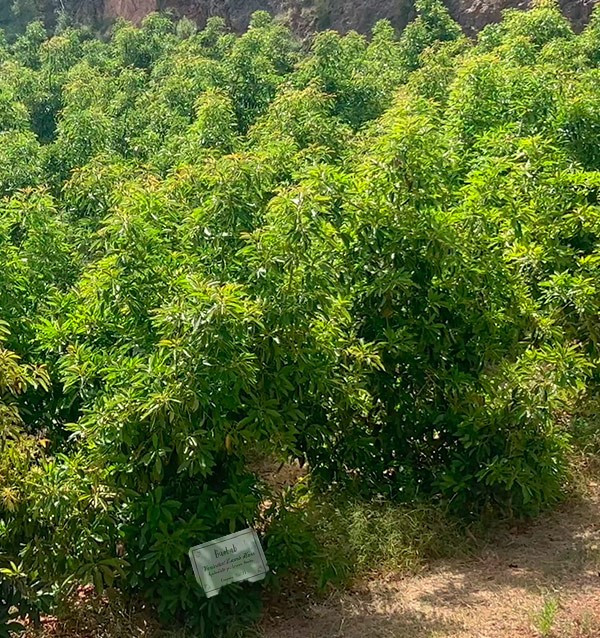 Adotta un albero di avocado