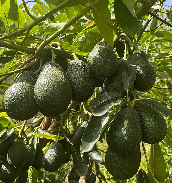 Patenschaft für einen Avocado-Baum 2