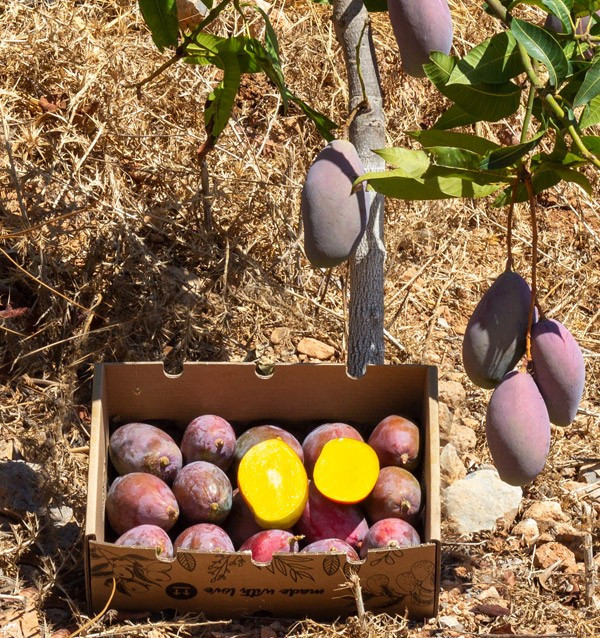 Acquista Mangos Online | La Migliore Selezione di Mango Freschi