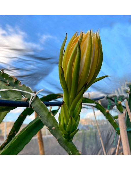 Buy Pitahayas Online | Fresh Dragon Fruit Bursting with Flavor