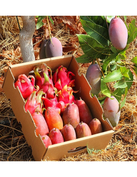 Pitaya e Mango Tropitop