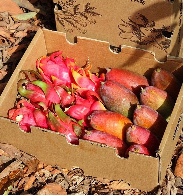 Acheter Pitaya et mangue au meilleur prix