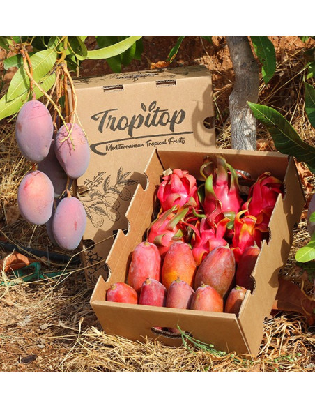 Compre pitaia e Manga - Tropitop