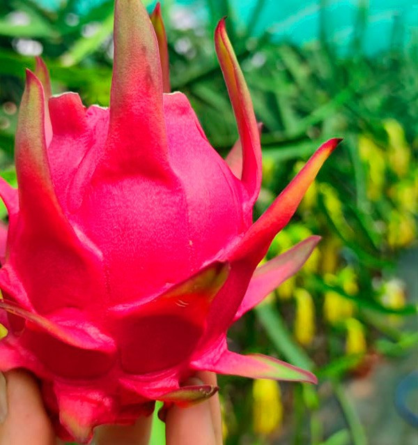 Acheter Pitaya et mangue au meilleur prix