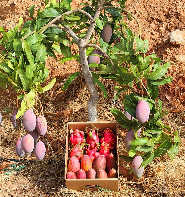 Buy pitaya and mangoes