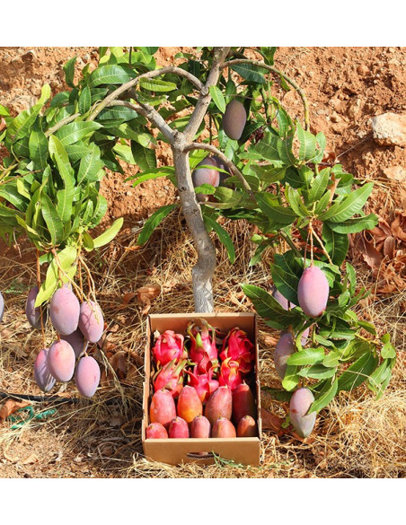 Drachenfrucht und Mango