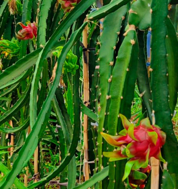 Buy pitaya and mangoes