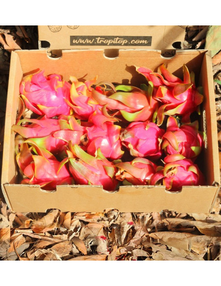 Buy Pitahayas Online | Fresh Dragon Fruit Bursting with Flavor