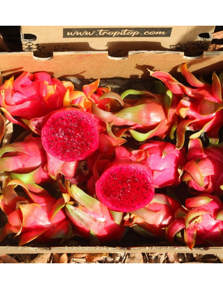 Acquista Pitahaya Online | Gusto Esotico Direttamente a Casa Tua