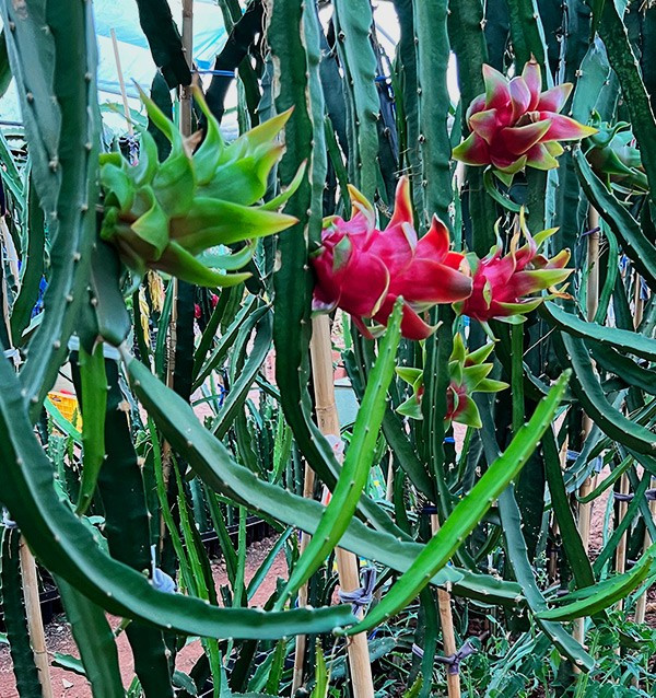 Buy Pitahayas Online | Fresh Dragon Fruit Bursting with Flavor