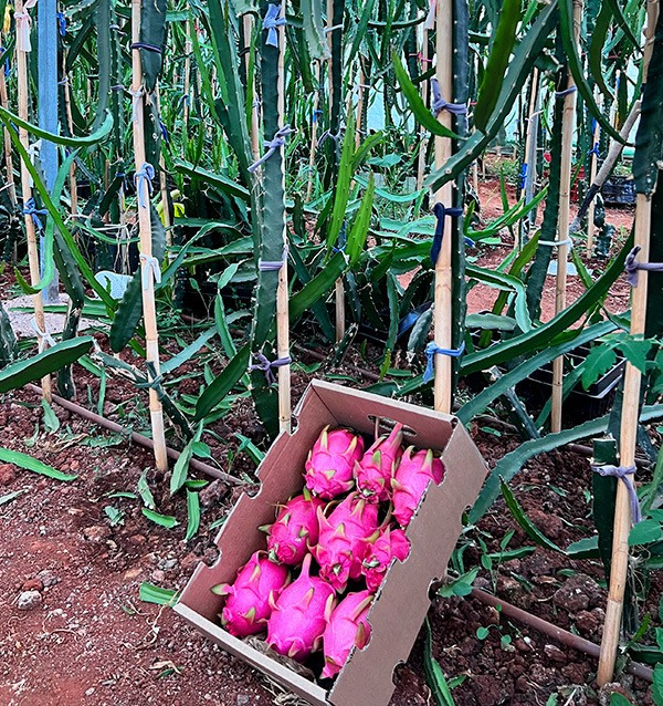 Buy Pitahayas Online | Fresh Dragon Fruit Bursting with Flavor