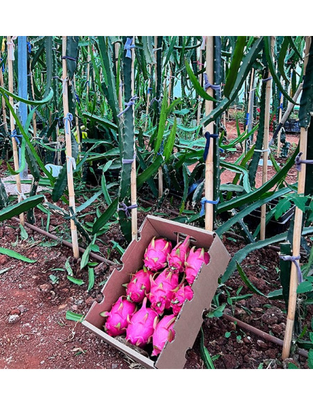 Buy Pitahayas Online | Fresh Dragon Fruit Bursting with Flavor