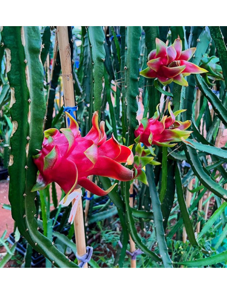 Acquista Pitahaya Online | Gusto Esotico Direttamente a Casa Tua