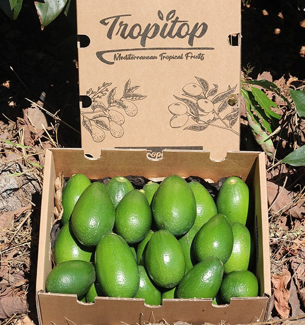 Acheter des Avocats à Peau Lisse | Fruit Tropical En Ligne chez Tropitop