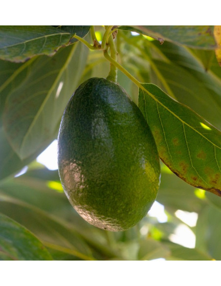 Acquistare Avocado a Buccia Liscia | Frutta Tropicale Online su Tropitop