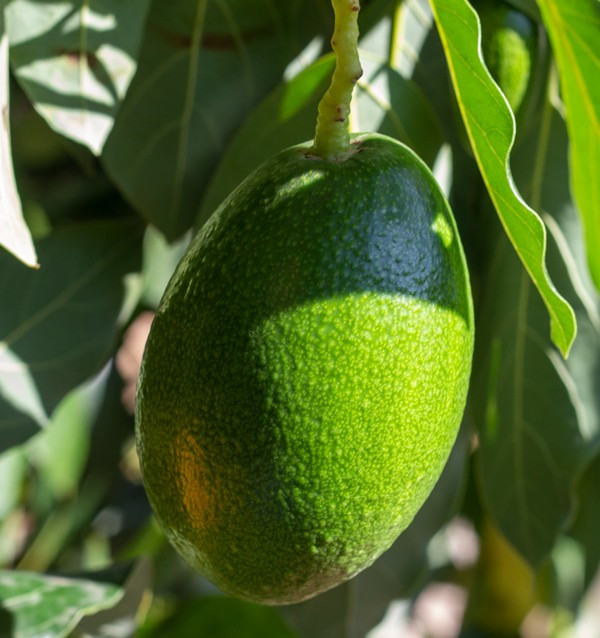 Acheter des Avocats à Peau Lisse | Fruit Tropical En Ligne chez Tropitop