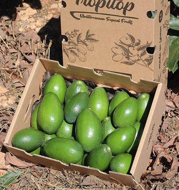 Acquistare Avocado a Buccia Liscia | Frutta Tropicale Online su Tropitop