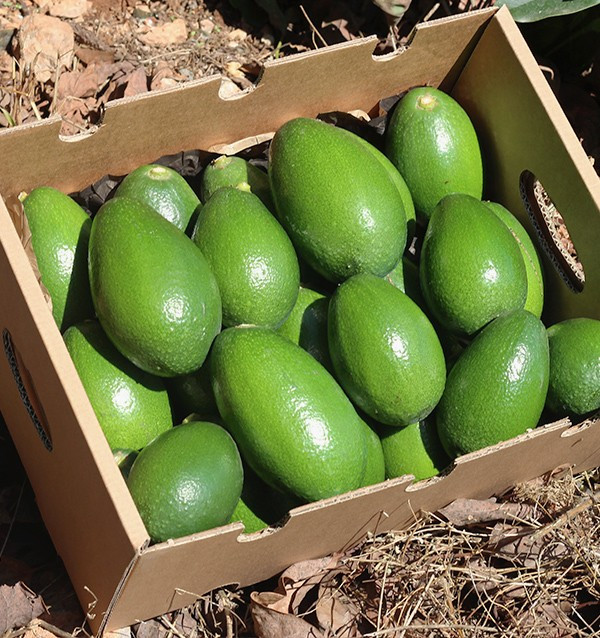 Acquistare Avocado a Buccia Liscia | Frutta Tropicale Online su Tropitop