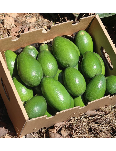 Acquistare Avocado a Buccia Liscia | Frutta Tropicale Online su Tropitop