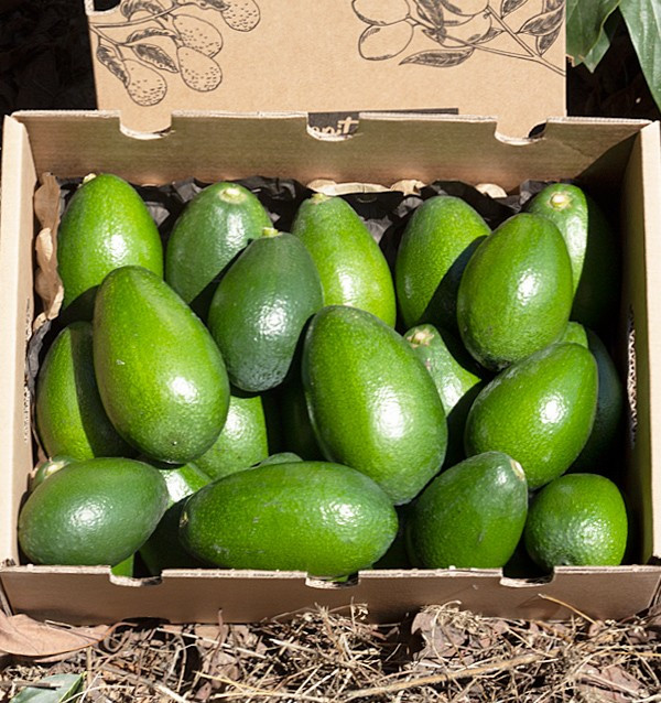 Acquistare Avocado a Buccia Liscia | Frutta Tropicale Online su Tropitop