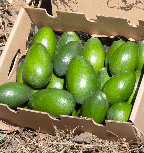 Acquistare Avocado a Buccia Liscia | Frutta Tropicale Online su Tropitop