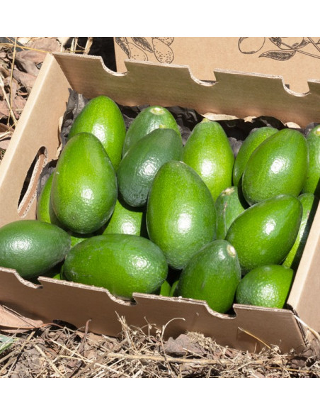 Acheter des Avocats à Peau Lisse | Fruit Tropical En Ligne chez Tropitop